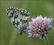 Polowiec szachownica (Melanargia galathea)