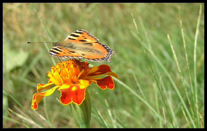 Motyl