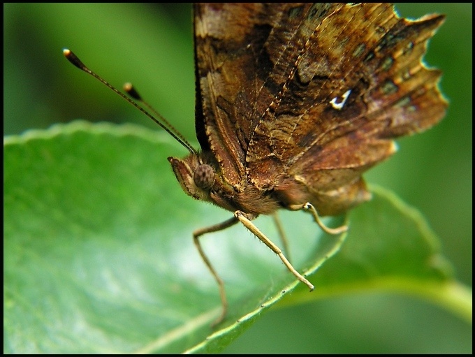 motyl