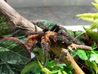 Chromatopelma cyaneopubescens