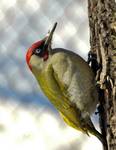 Dzięcioł zielony (picus viridis)