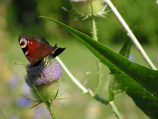 Motyl