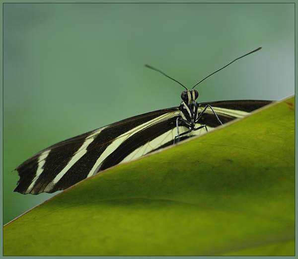 Don Pedro Pasiako  (ZEBRA HELICONIAN [Heliconius charithonia]  )