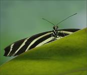 Don Pedro Pasiako  (ZEBRA HELICONIAN [Heliconius charithonia]  )