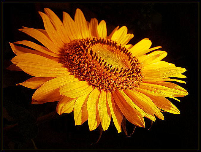 Sunflower