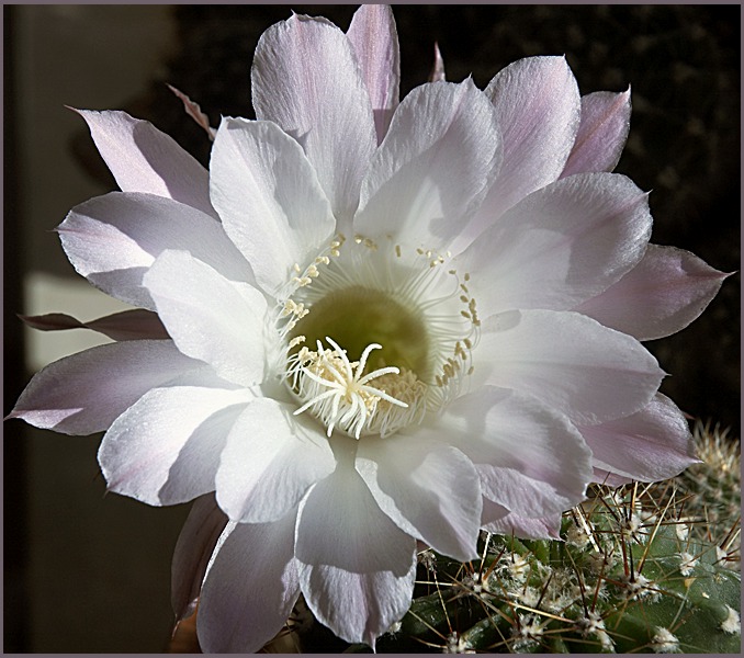 Echinopsis - kwiat kaktusa