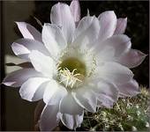 Echinopsis - kwiat kaktusa