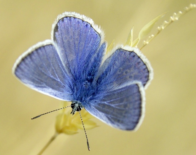 Adonis Blue