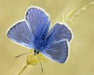 Adonis Blue