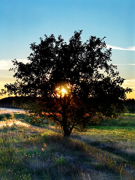 Tree in flames