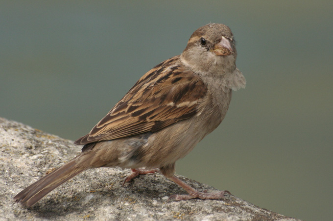 Wróbelek