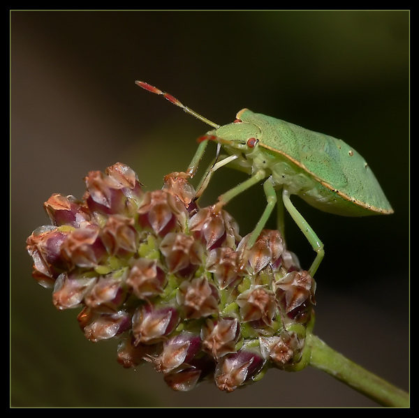 odorek zieleniak (Palomena prasina)