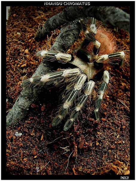 N. Chromatus;samiczka