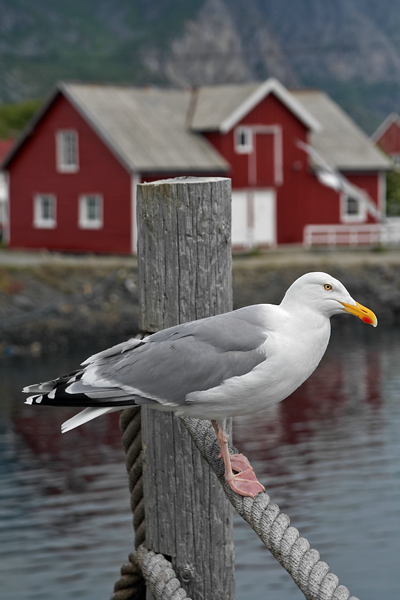 Mewy Henningsvaer