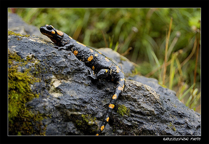 Salamandra Plamista