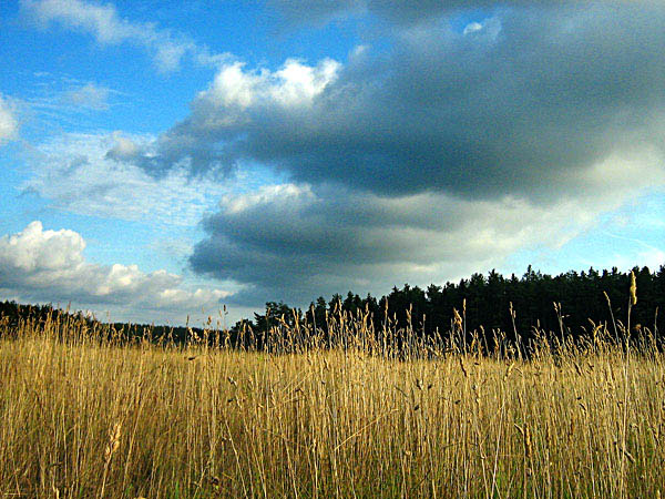 Sierpień