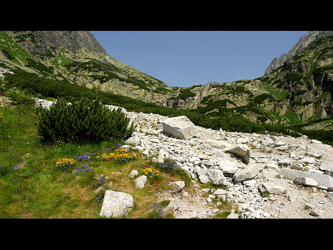 kosoweczka