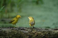 Yellow Warblers