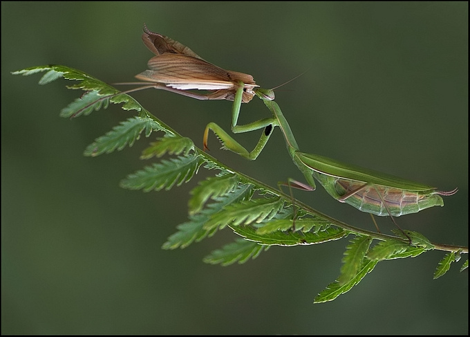 matrimonium consumatum