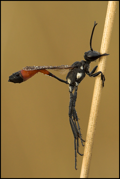 Szczerklina piaskowa (Ammophila sabulosa)