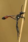 Szczerklina piaskowa (Ammophila sabulosa)