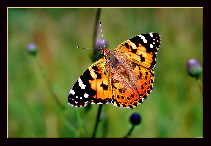 Motyl