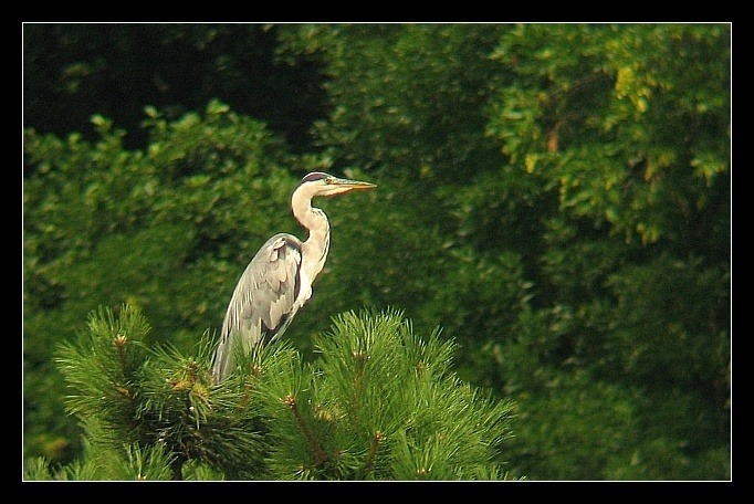 Czapla Siwa