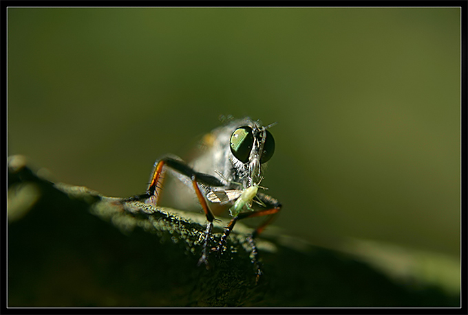 PORA OBIADOWA