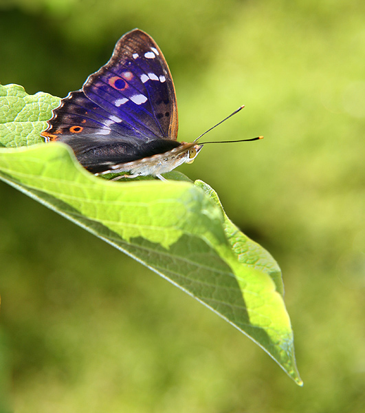 Big Blue