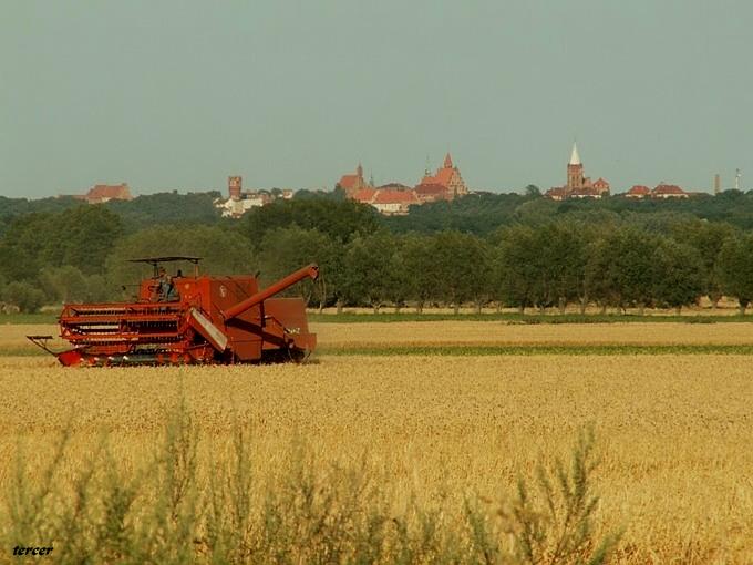 Żniwa z Chełmnem w tle