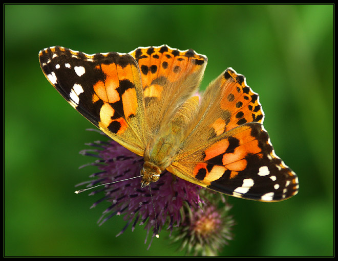 Rusałka osetnik (Vanessa cardui)