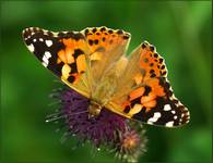 Rusałka osetnik (Vanessa cardui)