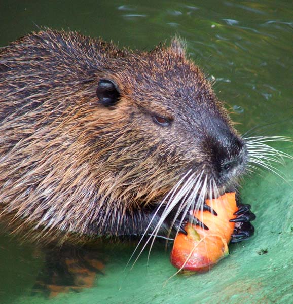 Marcheweczka