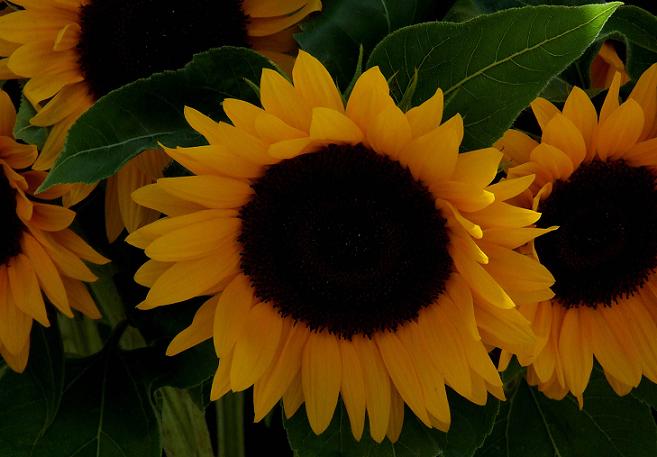 Sunflower