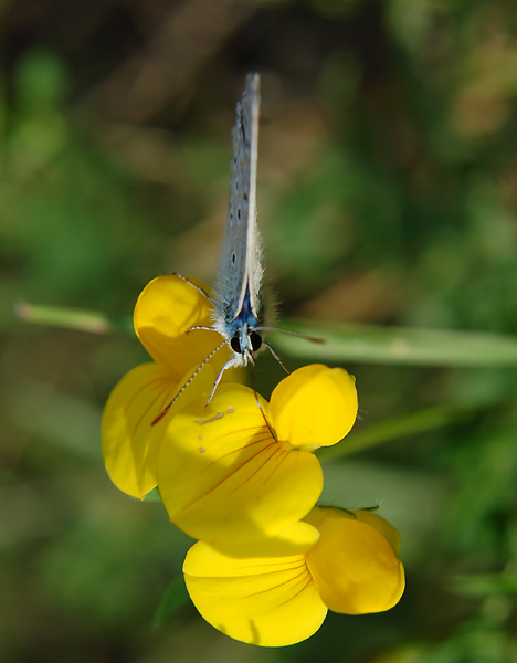 Motyl