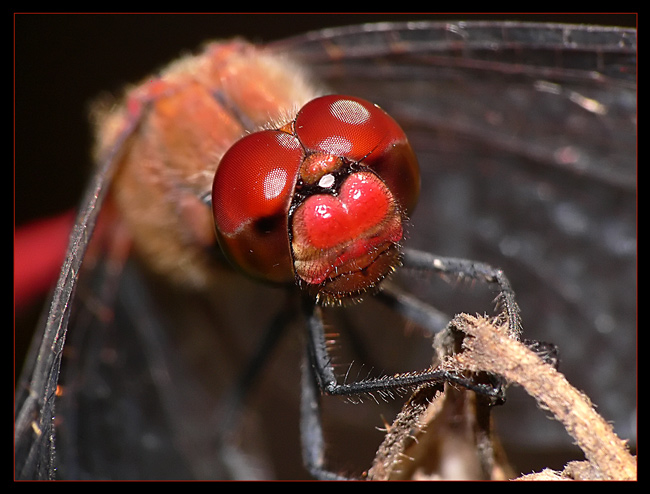 szablak krwisty (Sympetrum sanguineum)