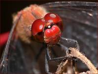 szablak krwisty (Sympetrum sanguineum)