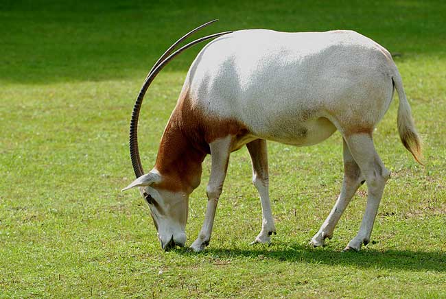 Oryx w Oliwskim ZOO