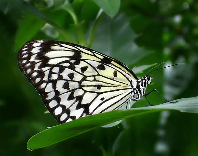 IDEA LEUCONE