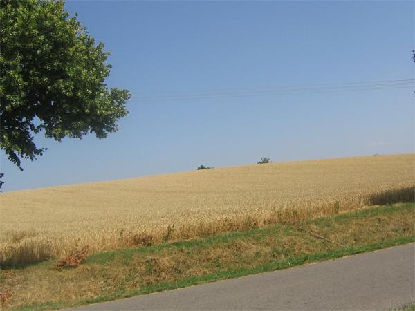 widok z kolejki wąskotorowej w Gąsawie