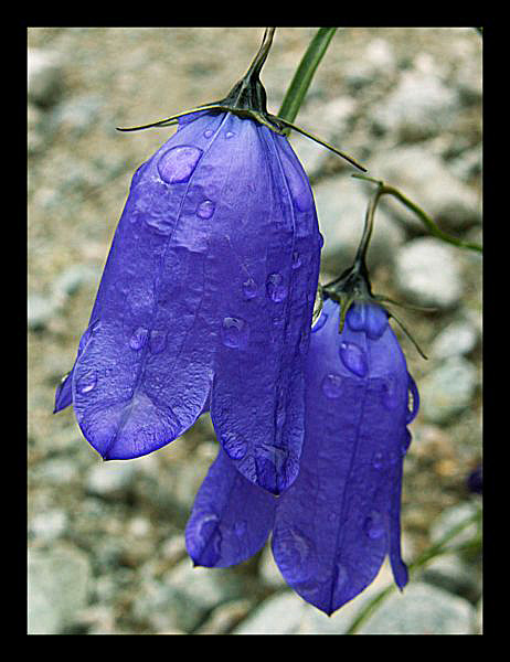 Dzwonek alpejski (łac. Campanula alpina)