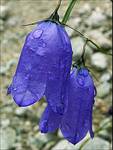 Dzwonek alpejski (łac. Campanula alpina)