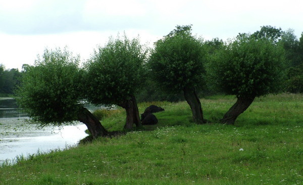 Błogie lenistwo