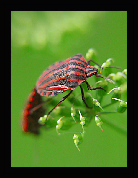 Lustrzane bliźniaki