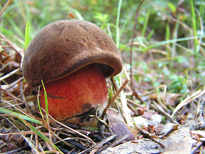 Boletus...