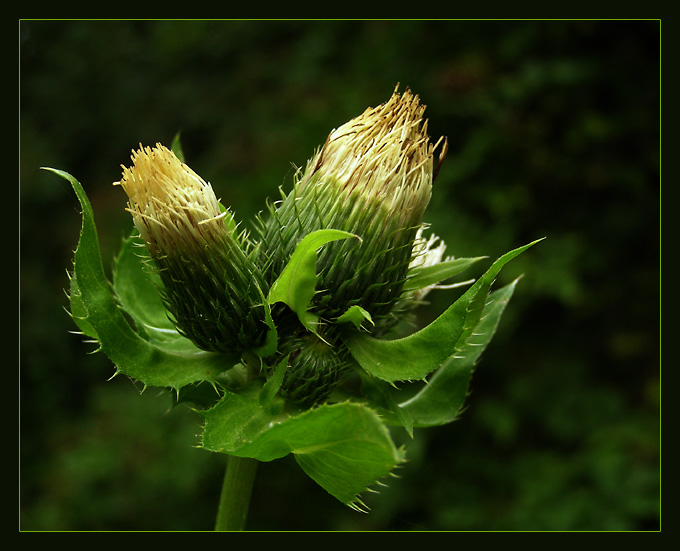 Cirsium oleraceum