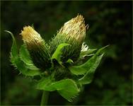 Cirsium oleraceum