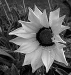 Gazania II