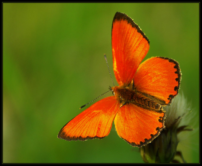 Czerwończyk dukacik (Lycaena virgaureae)