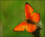 Czerwończyk dukacik (Lycaena virgaureae)